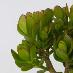 Plant in a Box Geldboom - Mix van 5 Crassula ovata soorten - Hoogte 10-25cm - Pot 12cm Sale