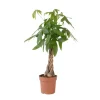 Plant in a Box Geldboom - Pachira aquatica - Hoogte 100-120cm - ⌀24cm