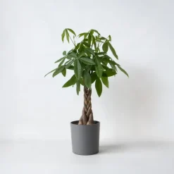 Plant in a Box Geldboom - Pachira aquatica - Hoogte 100-120cm - ⌀24cm