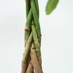 Plant in a Box Geldboom - Pachira aquatica - Hoogte 100-120cm - ⌀24cm