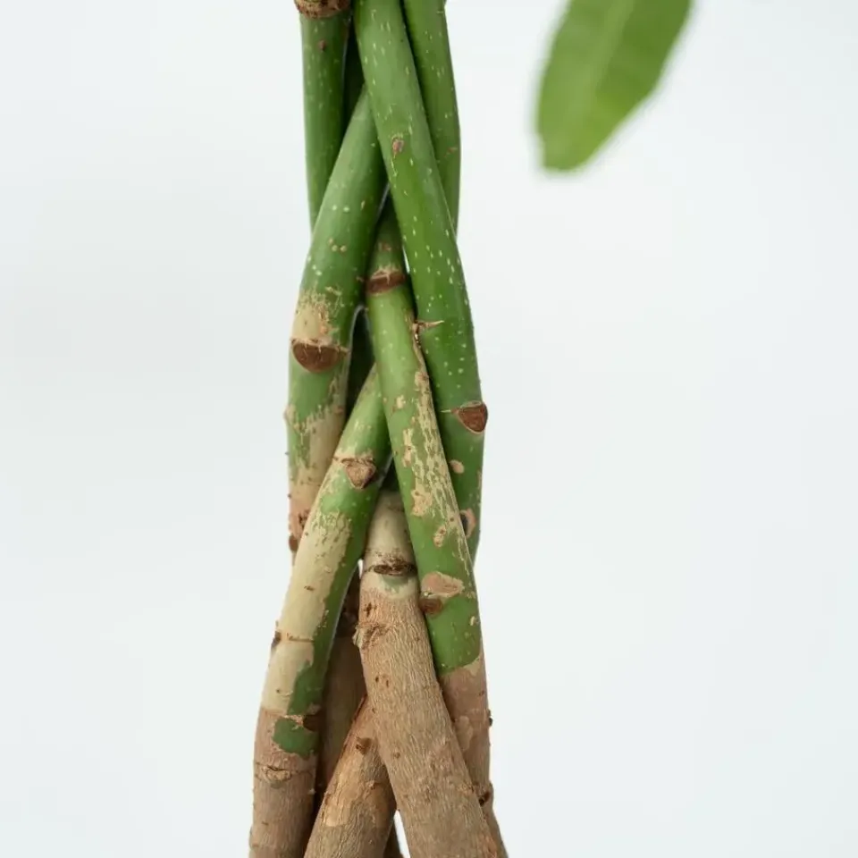 Plant in a Box Geldboom - Pachira aquatica - Hoogte 100-120cm - ⌀24cm