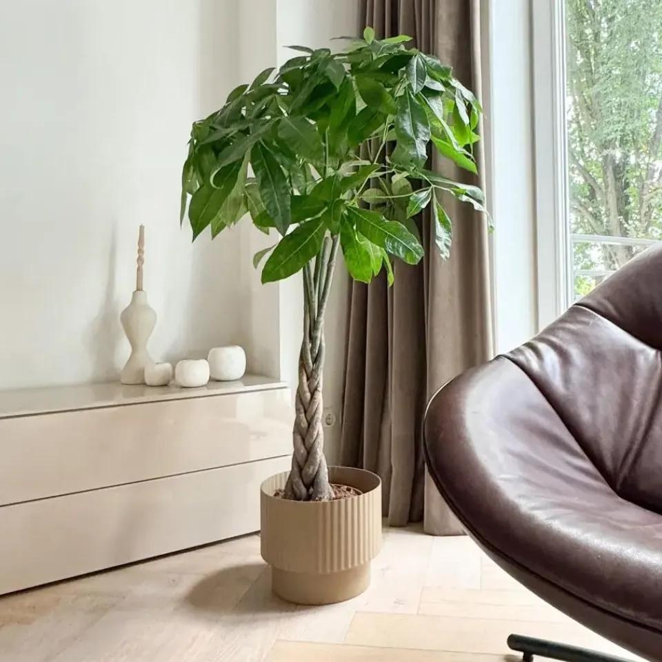 Plant in a Box Geldboom - Pachira aquatica - Hoogte 100-120cm - ⌀24cm