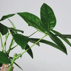 Plant in a Box Geldboom - Pachira aquatica - Hoogte 100-120cm - ⌀24cm