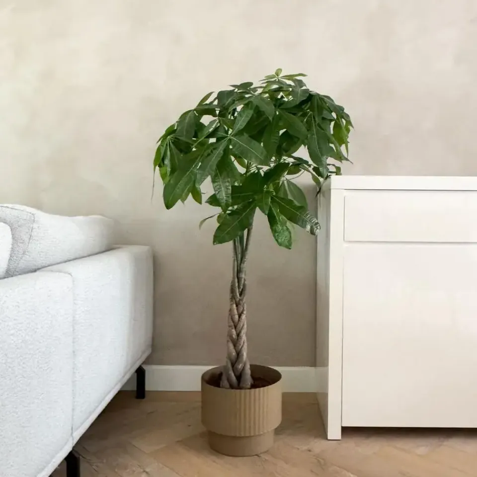 Plant in a Box Geldboom - Pachira aquatica - Hoogte 100-120cm - ⌀24cm