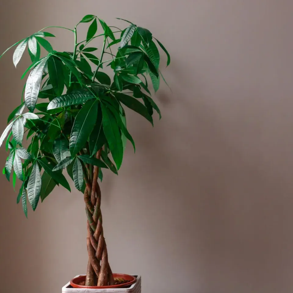 Plant in a Box Geldboom - Pachira aquatica - Hoogte 100-120cm - ⌀24cm