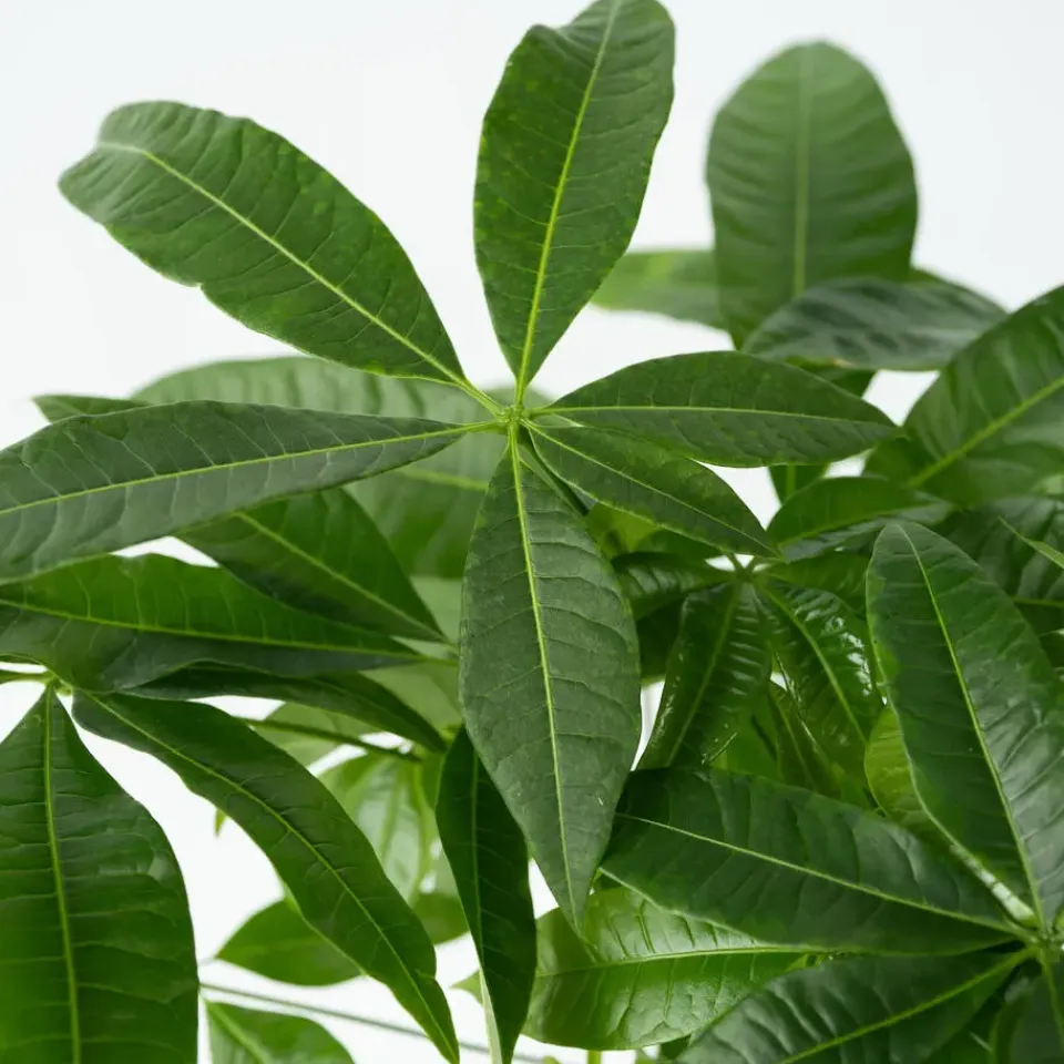 Plant in a Box Geldboom - Pachira aquatica - Hoogte 100-120cm - ⌀24cm