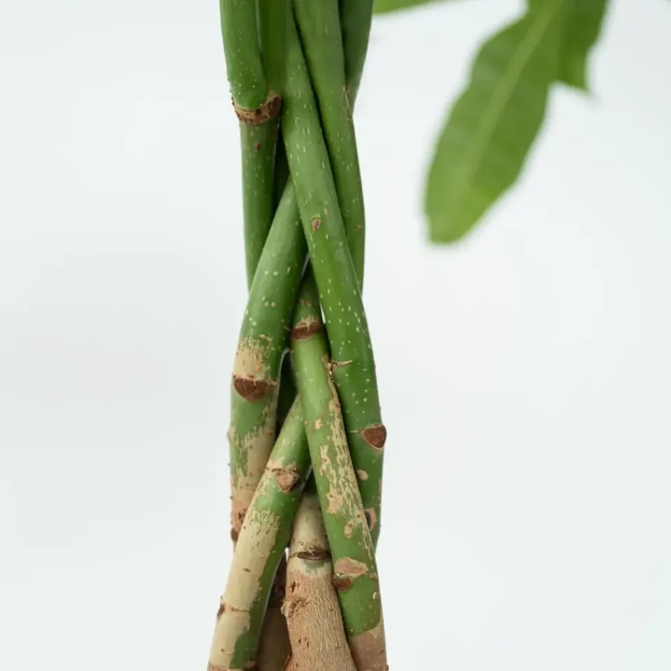 Plant in a Box Geldboom - Pachira aquatica - Hoogte 100-120cm - ⌀24cm