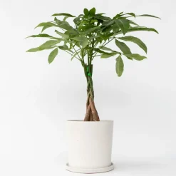 Plant in a Box Geldboom - Pachira aquatica - Hoogte 60-70cm - ⌀17cm Sale