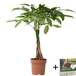 Plant in a Box Geldboom - Pachira aquatica - Hoogte 60-70cm - ⌀17cm Hot