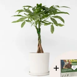 Plant in a Box Geldboom - Pachira aquatica - Hoogte 60-70cm - ⌀17cm Hot