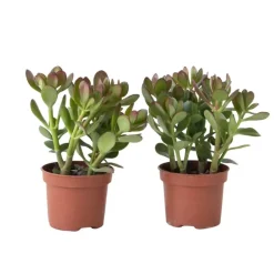 Plant in a Box Geldboom - Set van 2 - Crassula ovata - Hoogte 15-25 cm - ø 12 cm Outlet