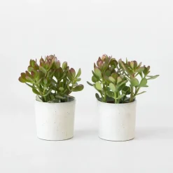 Plant in a Box Geldboom - Set van 2 - Crassula ovata - Hoogte 15-25 cm - ø 12 cm Outlet
