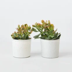 Plant in a Box Geldboom - Set van 2 - Crassula ovata 'Sunset' - Hoogte 15-20cm - ⌀12cm Online