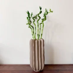 Plant in a Box Geluksbamboe - Set van 12 - Dracaena sanderiana - Hoogte 40-50cm - ⌀2cm Sale