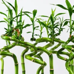 Plant in a Box Geluksbamboe - Set van 12 - Dracaena sanderiana - Hoogte 40-50cm - ⌀2cm Sale