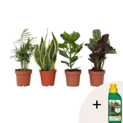 Plant in a Box Gemakkelijke kamerplanten - Set van 4 - Hoogte 25-40cm - ⌀12cm Discount