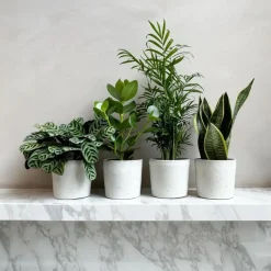 Plant in a Box Gemakkelijke kamerplanten - Set van 4 - Hoogte 25-40cm - ⌀12cm Discount