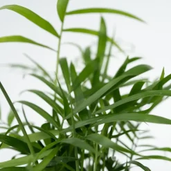 Plant in a Box Gemakkelijke kamerplanten - Set van 4 - Hoogte 25-40cm - ⌀12cm Discount