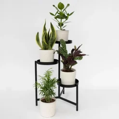 Plant in a Box Gemakkelijke kamerplanten - Set van 4 - Hoogte 25-40cm - ⌀12cm Discount