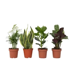 Plant in a Box Gemakkelijke kamerplanten - Set van 4 - Hoogte 25-40cm - ⌀12cm Clearance