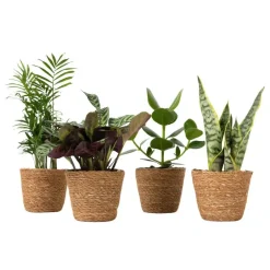 Plant in a Box Gemakkelijke kamerplanten - Set van 4 incl. mand - Hoogte 25-40cm - ⌀12cm Sale