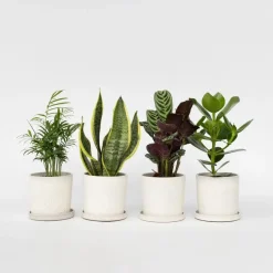 Plant in a Box Gemakkelijke kamerplanten - Set van 4 incl. mand - Hoogte 25-40cm - ⌀12cm Sale