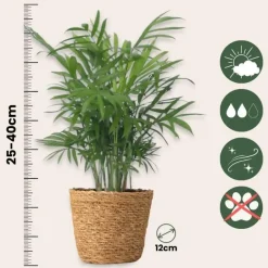 Plant in a Box Gemakkelijke kamerplanten - Set van 4 incl. mand - Hoogte 25-40cm - ⌀12cm Sale