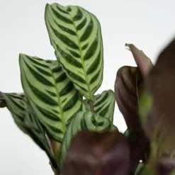 Plant in a Box Gemakkelijke kamerplanten - Set van 4 incl. mand - Hoogte 25-40cm - ⌀12cm Sale