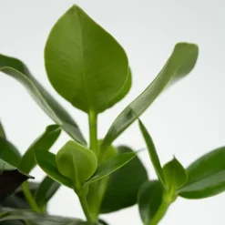 Plant in a Box Gemakkelijke kamerplanten - Set van 4 incl. mand - Hoogte 25-40cm - ⌀12cm Sale