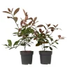 Plant in a Box Glansmispel - Set van 2 - Photinia fraseri 'Red Robin' - Hoogte 30-40cm - ⌀17cm Discount