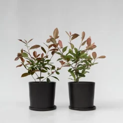 Plant in a Box Glansmispel - Set van 2 - Photinia fraseri 'Red Robin' - Hoogte 30-40cm - ⌀17cm Discount