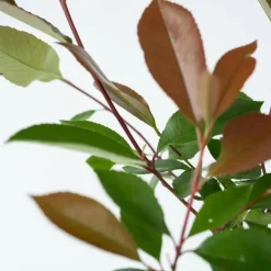 Plant in a Box Glansmispel - Set van 2 - Photinia fraseri 'Red Robin' - Hoogte 30-40cm - ⌀17cm Discount