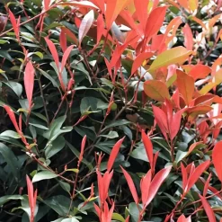 Plant in a Box Glansmispel - Set van 2 - Photinia fraseri 'Red Robin' - Hoogte 30-40cm - ⌀17cm Discount