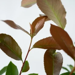 Plant in a Box Glansmispel - Set van 2 - Photinia fraseri 'Red Robin' - Hoogte 30-40cm - ⌀17cm Discount