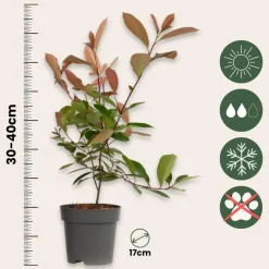 Plant in a Box Glansmispel - Set van 2 - Photinia fraseri 'Red Robin' - Hoogte 30-40cm - ⌀17cm Discount