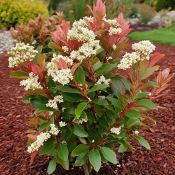 Plant in a Box Glansmispel - Set van 2 - Photinia fraseri 'Red Robin' - Hoogte 30-40cm - ⌀17cm Discount