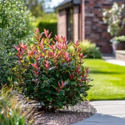 Plant in a Box Glansmispel - Set van 2 - Photinia fraseri 'Red Robin' - Hoogte 30-40cm - ⌀17cm Discount