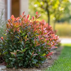 Plant in a Box Glansmispel - Set van 2 - Photinia fraseri 'Red Robin' - Hoogte 30-40cm - ⌀17cm Discount