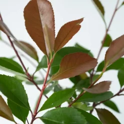 Plant in a Box Glansmispel - Set van 2 - Photinia fraseri 'Red Robin' - Hoogte 30-40cm - ⌀17cm Discount