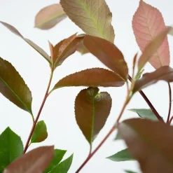 Plant in a Box Glansmispel - Set van 2 - Photinia fraseri 'Red Robin' - Hoogte 30-40cm - ⌀17cm Discount