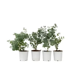Plant in a Box Gomboom - Set van 4 - Eucalyptus 'Pulverulenta' - Hoogte 25-40cm - ⌀12cm New