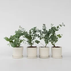 Plant in a Box Gomboom - Set van 4 - Eucalyptus 'Pulverulenta' - Hoogte 25-40cm - ⌀12cm New