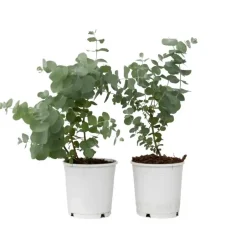 Plant in a Box Gomboom - Set van 2 - Eucalyptus 'Pulverulenta' - Hoogte 25-40cm - ⌀13cm Best