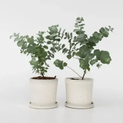 Plant in a Box Gomboom - Set van 2 - Eucalyptus 'Pulverulenta' - Hoogte 25-40cm - ⌀13cm Best