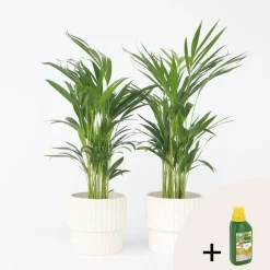 Plant in a Box Goudpalm met voeding - Set van 2 - Dypsis lutescens - Hoogte 60-70cm - ⌀17cm
