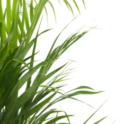 Plant in a Box Goudpalm met voeding - Set van 2 - Dypsis lutescens - Hoogte 60-70cm - ⌀17cm