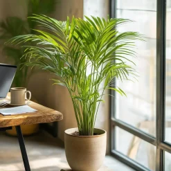 Plant in a Box Goudpalm met voeding - Set van 2 - Dypsis lutescens - Hoogte 60-70cm - ⌀17cm