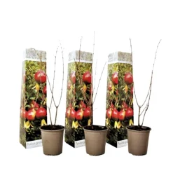 Plant in a Box Granaatappel - Set van 3 - Punica granatum - Hoogte 25-40cm - ⌀9cm Clearance
