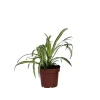 Plant in a Box Graslelie - Chlorophytum comosum 'Atlantic' - Hoogte 25-40cm - ⌀12cm Online