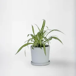 Plant in a Box Graslelie - Chlorophytum comosum 'Atlantic' - Hoogte 25-40cm - ⌀12cm Online